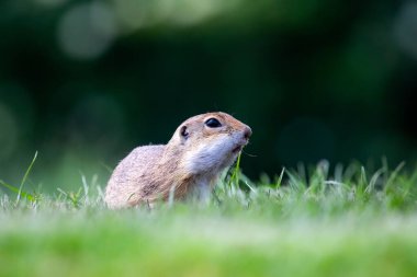 Avrupa yer sincabı (Spermophilus citellus) yeşil çimlerde. Avrupa 'da vahşi yaşam sahnesi.