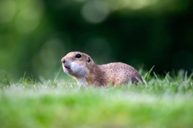 Avrupa yer sincabı (Spermophilus citellus) yeşil çimlerde. Avrupa 'da vahşi yaşam sahnesi.