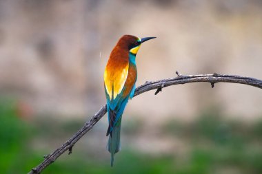 doğal yaşam alanı olarak Avrupa arı kuşugiller (arı kuşu apiaster)