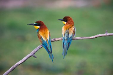 doğal yaşam alanı olarak Avrupa arı kuşugiller (arı kuşu apiaster)