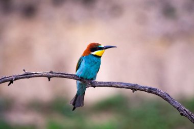 doğal yaşam alanı olarak Avrupa arı kuşugiller (arı kuşu apiaster)