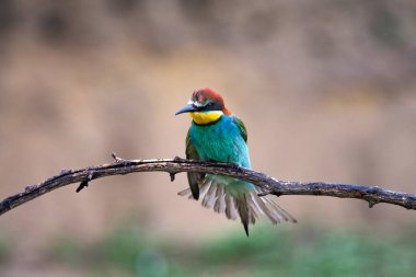 doğal yaşam alanı olarak Avrupa arı kuşugiller (arı kuşu apiaster)