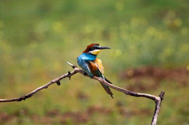 doğal yaşam alanı olarak Avrupa arı kuşugiller (arı kuşu apiaster)