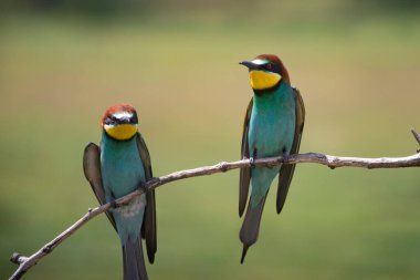doğal yaşam alanı olarak Avrupa arı kuşugiller (arı kuşu apiaster)