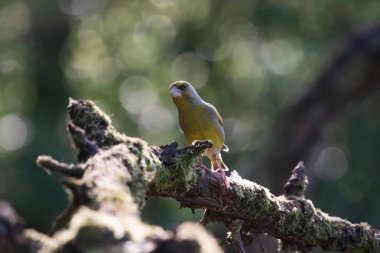 Avrupa yeşil ispinozu (Carduelis klorisi) içme suyu.