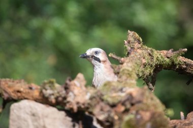 Avrasyalı Jay 'in güzel kuşu Garrulus Glandarius' un portresi.