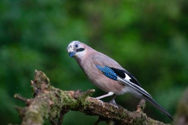 Jay, Garrulus Glandarius, daldaki tek kuş.