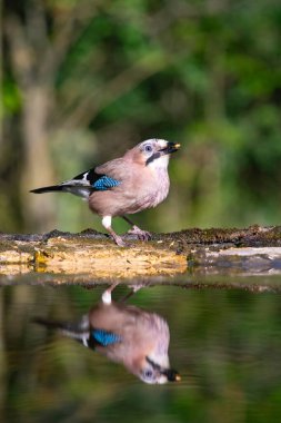 Jay, Garrulus Glandarius, daldaki tek kuş.