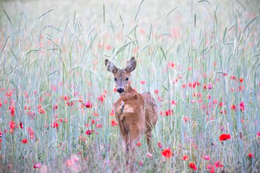 Geyik güzel bir haşhaş tarlasında saklı.