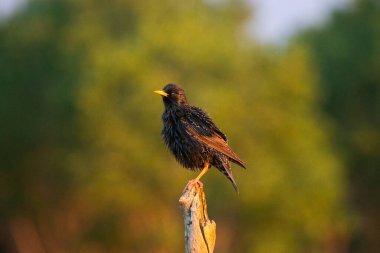 Bir dalda sığırcık (Sturnus vulgaris) bulunur. Doğadan vahşi yaşam sahnesi