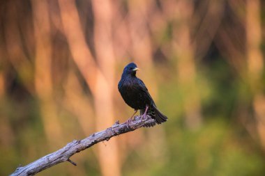 Bir dalda sığırcık (Sturnus vulgaris) bulunur. Doğadan vahşi yaşam sahnesi