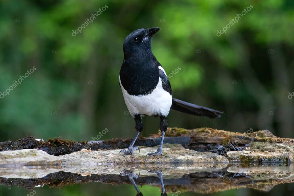 The Eurasian magpie in the forest. Wildlife scene from nature