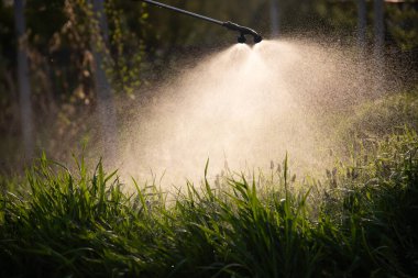 Çiftçi bahçeye sebze ilacı, böcek ilacı ya da böcek ilacı sıkıyor..
