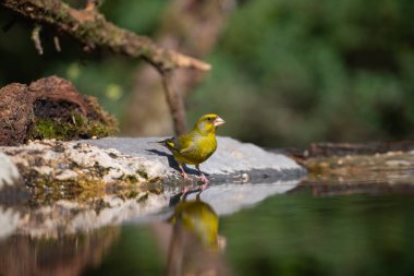 Avrupa yeşil ispinozu (Carduelis klorisi) içme suyu.