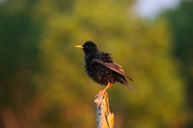 Bir dalda sığırcık (Sturnus vulgaris) bulunur. Doğadan vahşi yaşam sahnesi