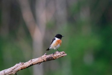 Avrupa bir dalda oturan Stonechat