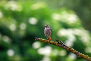 Bahar ormanında bir dalda oturan Siyah Kızılay.