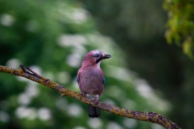 Avrasyalı Jay 'in güzel kuşu Garrulus Glandarius' un portresi.