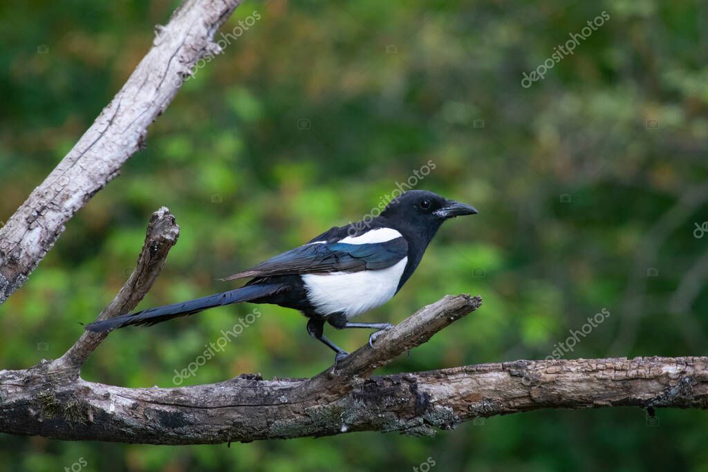 The Eurasian magpie in the forest. Wildlife scene from nature