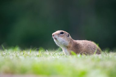 Avrupa yer sincabı (Spermophilus citellus) yeşil çimlerde. Avrupa 'da vahşi yaşam sahnesi.