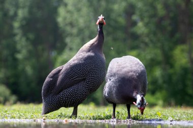 Miğferli guinafowl (Numida meleagris) çimenlikteki büyük gri kuş. Doğadan vahşi yaşam sahnesi. 