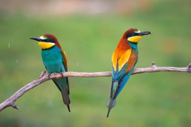 doğal yaşam alanı olarak Avrupa arı kuşugiller (arı kuşu apiaster)