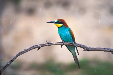 doğal yaşam alanı olarak Avrupa arı kuşugiller (arı kuşu apiaster)