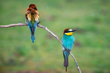 doğal yaşam alanı olarak Avrupa arı kuşugiller (arı kuşu apiaster)