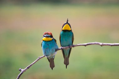 doğal yaşam alanı olarak Avrupa arı kuşugiller (arı kuşu apiaster)