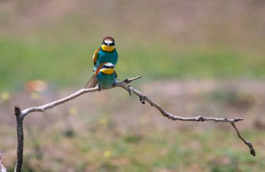 doğal yaşam alanı olarak Avrupa arı kuşugiller (arı kuşu apiaster)