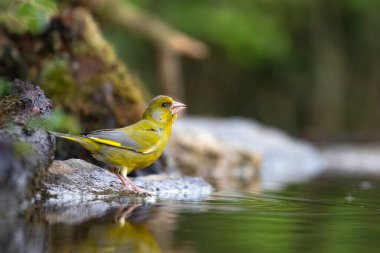 Avrupa yeşil ispinozu (Carduelis klorisi) içme suyu.