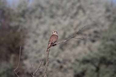 Bir direğin üzerinde oturan genel kerkenez (Falco tinnunculus)