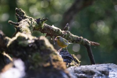 Avrupa yeşil ispinozu (Carduelis klorisi) içme suyu.