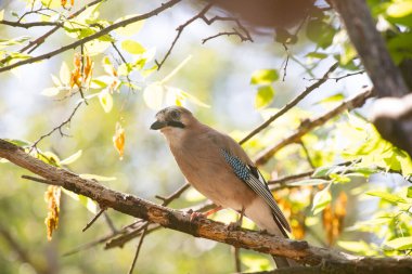 Avrasyalı Jay 'in güzel kuşu Garrulus Glandarius' un portresi.