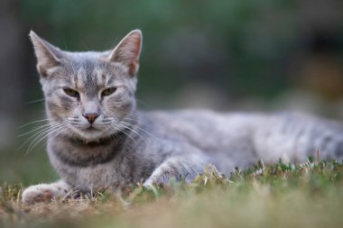 Bahçedeki sevimli gri tekir kedi portresi.