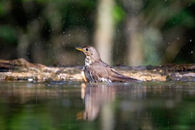 Ormanda ardıç kuşu (Turdus philomelos). Doğadan vahşi yaşam sahnesi
