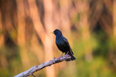 Bir dalda sığırcık (Sturnus vulgaris) bulunur. Doğadan vahşi yaşam sahnesi