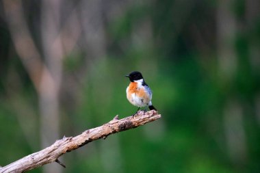Avrupa bir dalda oturan Stonechat