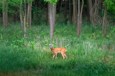 Bahar ormanının kıyısında güzel bir geyik yumurtası.