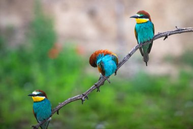 doğal yaşam alanı olarak Avrupa arı kuşugiller (arı kuşu apiaster)