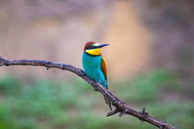 doğal yaşam alanı olarak Avrupa arı kuşugiller (arı kuşu apiaster)
