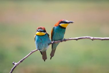 doğal yaşam alanı olarak Avrupa arı kuşugiller (arı kuşu apiaster)