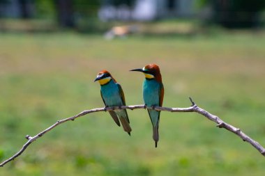 doğal yaşam alanı olarak Avrupa arı kuşugiller (arı kuşu apiaster)