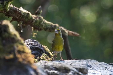 Avrupa yeşil ispinozu (Carduelis klorisi) içme suyu.