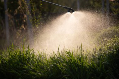 Çiftçi bahçeye sebze ilacı, böcek ilacı ya da böcek ilacı sıkıyor..