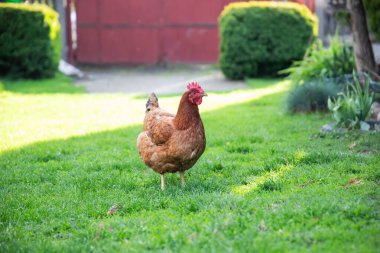 Yeşil çimenli çimenli bir tavuk, mutlu tavuk otlak arazide özgürce dolaşır solucan ve tohum yer..