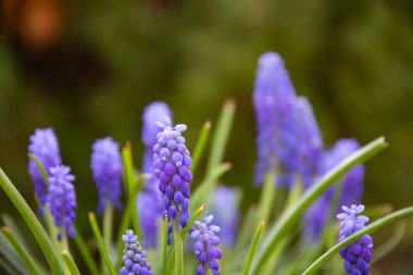 Çiçek açan üzüm sümbüllerinin (Muscari) canlı mavi renkli yakın plan görüntüsü.