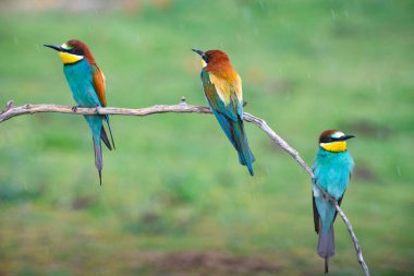 doğal yaşam alanı olarak Avrupa arı kuşugiller (arı kuşu apiaster)