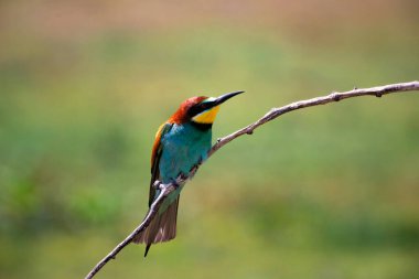 doğal yaşam alanı olarak Avrupa arı kuşugiller (arı kuşu apiaster)