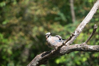Avrasyalı Jay 'in güzel kuşu Garrulus Glandarius' un portresi.